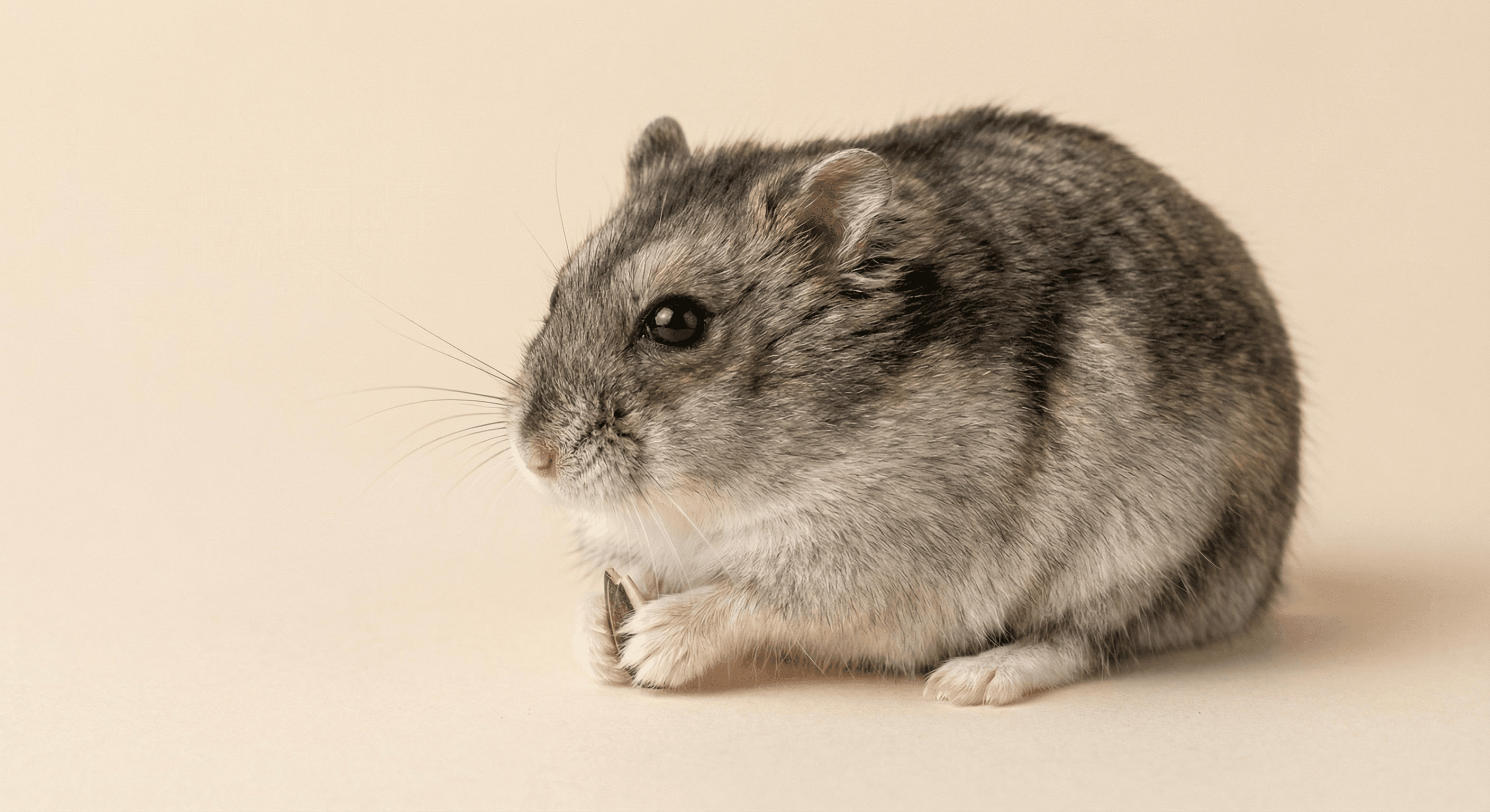 Křečík džungarský