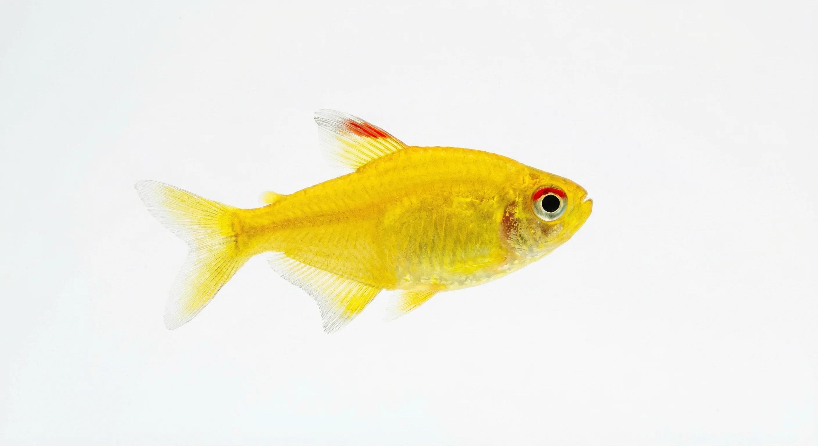 Tetra citronová