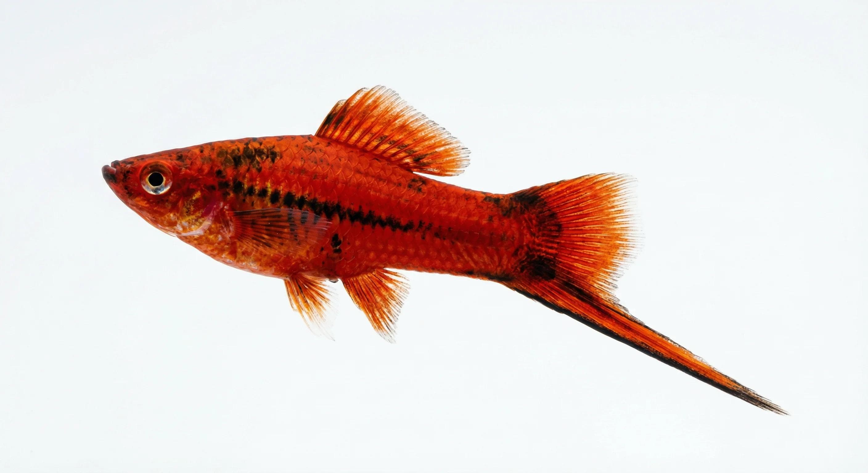 Mečovka berlínská