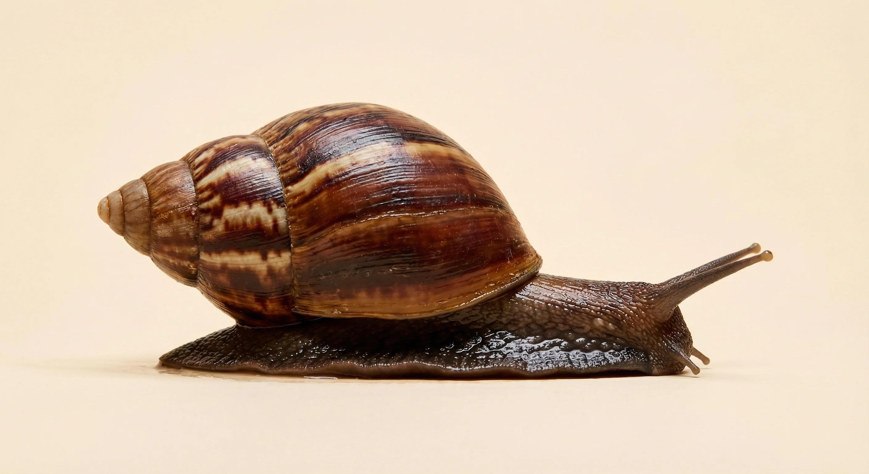 Achatina achatina