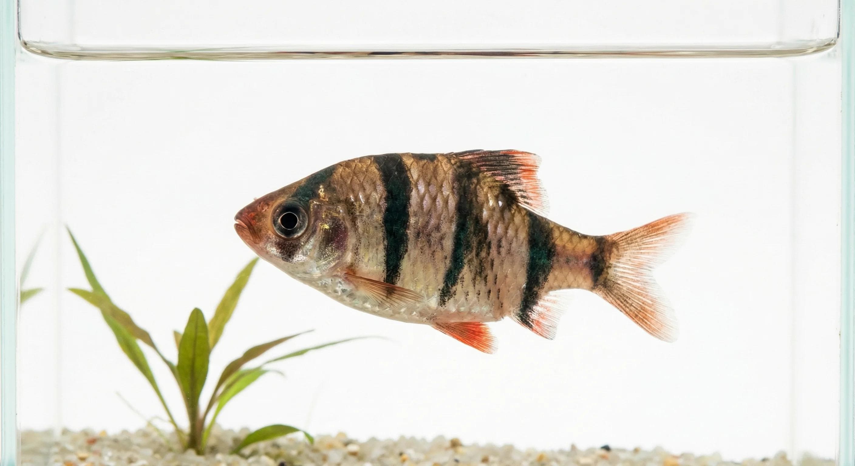 Parmička pětipruhá