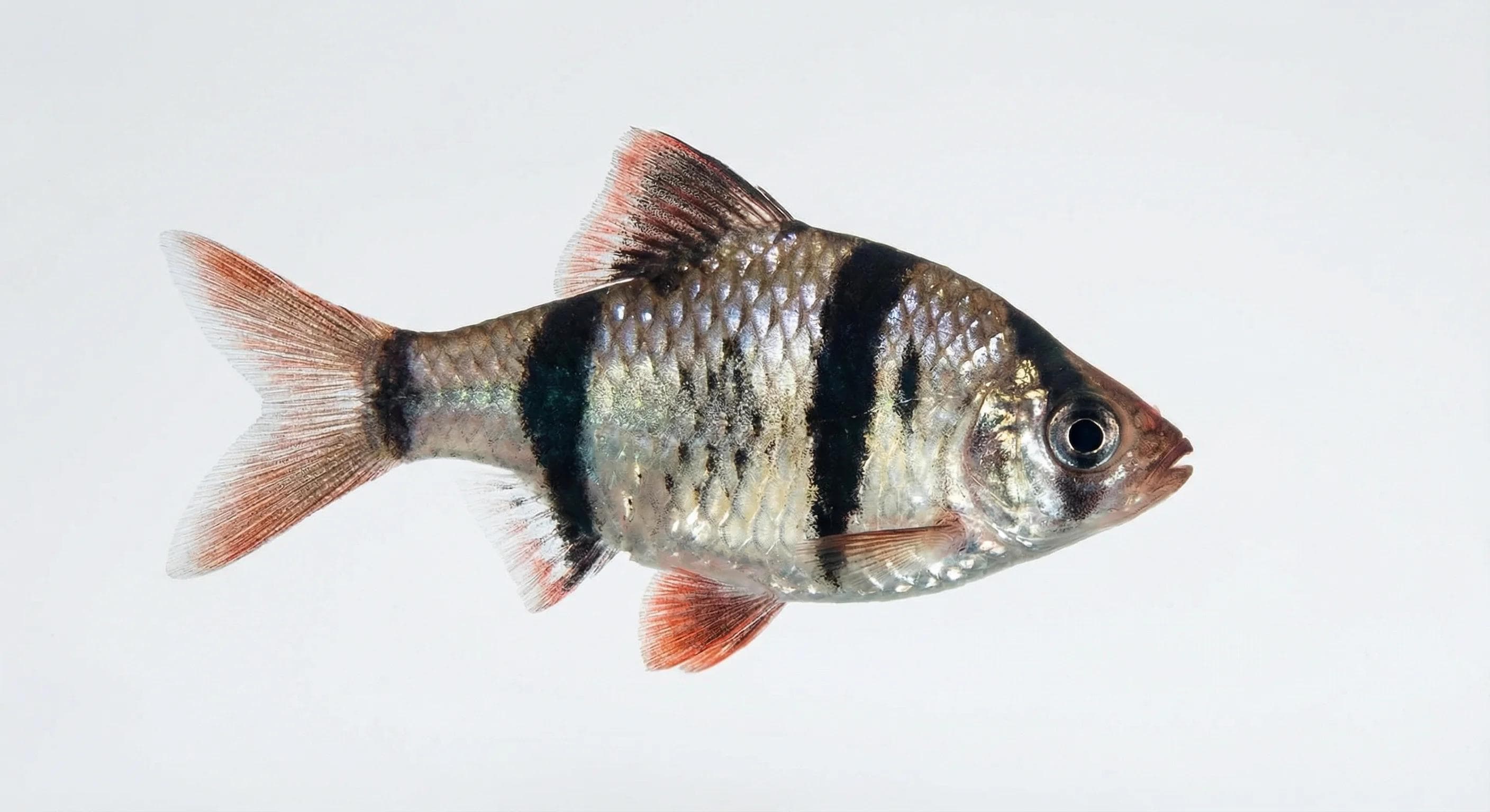 Parmička čtyřpruhá