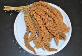 senegalské proso